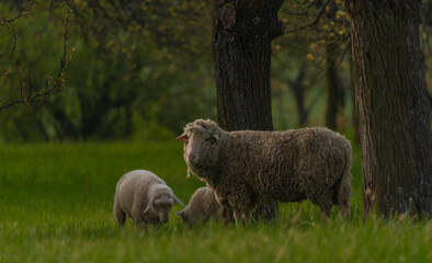 Sheep on fresh spring meadow near fruit trees in Moravia
