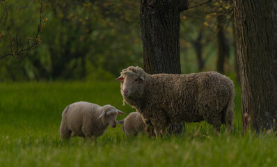 Sheep on fresh spring meadow near fruit trees in Moravia