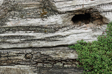 Dried log for wildlife with cracks and knots