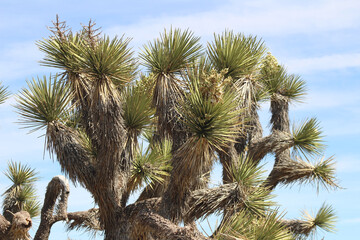 Joshua Tree in Bloom