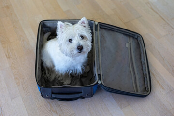 West Highland White Terrier sits in a travel bag. A white dog in a suitcase
