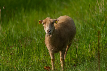 Goats on spring meadow in nice sunny morning