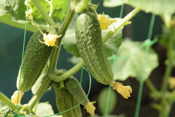 Young cucumbers on whips in the greenhouse