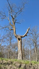Fototapeta na wymiar Tree with large hole