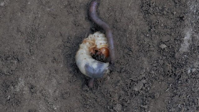 Melolonthinae. Scarab beetle. Scarabaeidae. Larva of may-bug and worm on the ground.