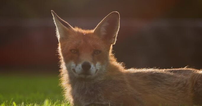 Wild Red Fox lying down evening golden light wildlife