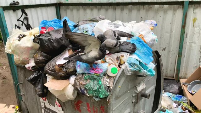 Gruesome wild doves fighting over food in full garbage container with trash