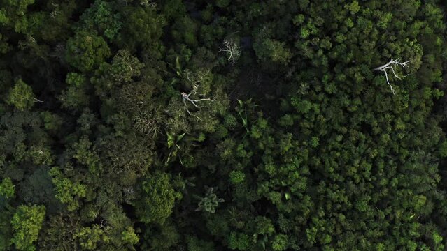 Forest Sunset Jungle Trees River Green Plants Amazon Rain Forest Amazonia Brazil Aerial Drone Shot
