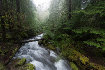 Obraz premium Spring season in a lush Pacific Northwest forest, Washington State