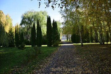 Obraz premium An asphalt sidewalk through a forest plantation in the autumn arboretum. Ulyanovsk Russia.
