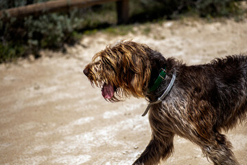 Beautiful dog walking freely in the Spanish countryside in search of water.
