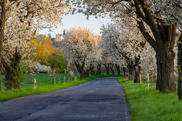 Fototapeta premium Aleja czereśniowa