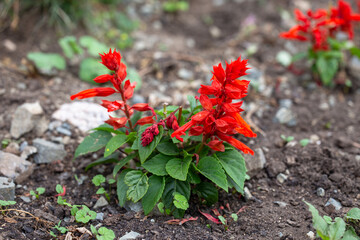 Medicinal oakwood red sage under the open sky © abramov_jora