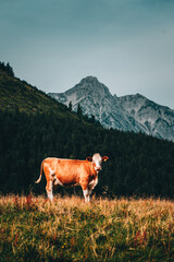 Fototapeta na wymiar Kuh mit Bergpanorama im Hintergrund im Sommer 