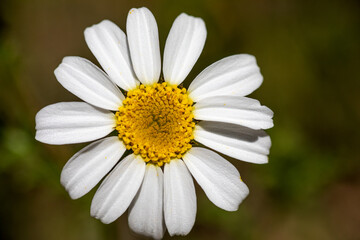 Beautiful chamomile flower or also known as daisy growing freely in the field, under the radiant spring sun.