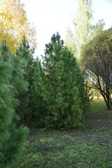 Trees in the autumn arboretum. Ulyanovsk Russia