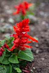 Medicinal oakwood red sage under the open sky © abramov_jora