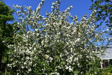 Branches with flowers of Malus toringo sargentii or ornamental apple tree, against blue sky.