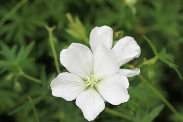 White cranesbill flowers in close up