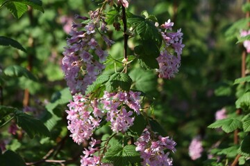 Flowering plant of Ribes Sanguineum Glutinosum or Pink-Flowered Currant, in the garden.