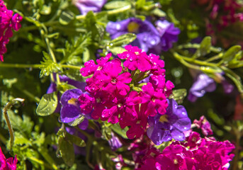 Close up of right magenta vervain flowers in a sunny garden, sunlight and water drops on the leaves, nobody