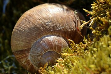 Weinbergschnecke (Helix pomatia) auf bemoostem Stein