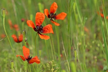 Blühender Sand-Mohn  (Papaver argemone).