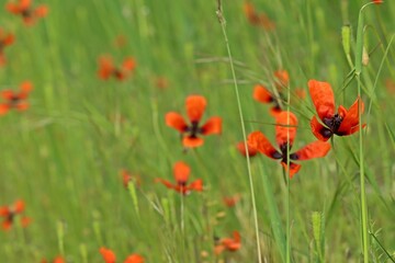 Blühender Sand-Mohn  (Papaver argemone).