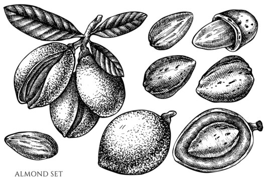 Vector set of hand drawn black and white almond