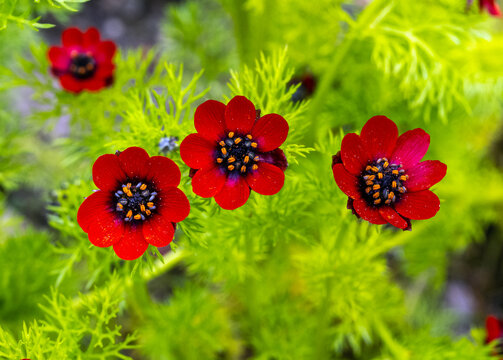 Adonis annua (Adonis annua), autumn fire-rose, autumn fire-herb. Botanical garden kit, Germany, Europe