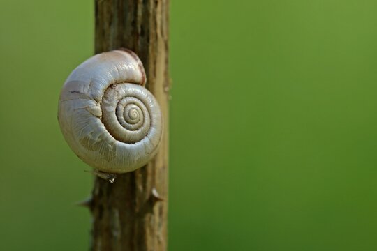 Kart&auml;userschnecke (Monacha cartusiana).
