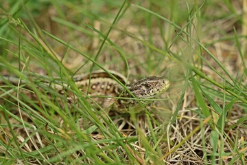 Weibliche Zauneidechse (Lacerta agilis).