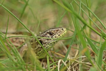 Naklejka premium Weibliche Zauneidechse (Lacerta agilis).