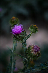 purple prickly flower thistle. therapeutic growth in close-up