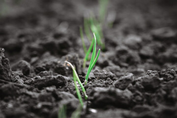 Young sprouts of green onions in a garden bed