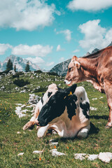 Fototapeta na wymiar Kühe in den Südtiroler Dolomiten auf der Almweide