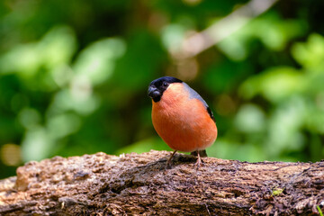 Goudvink - Bullfinch