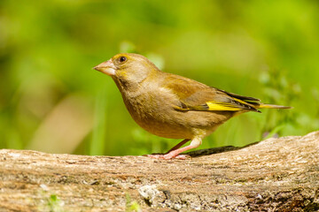 Groenling - Greenfinch