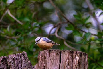 Boomklever - Nuthatch