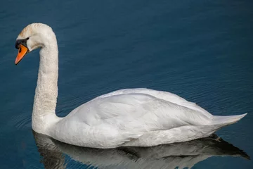 Wandaufkleber Knobbelzwaan - Mute swan © Holland-PhotostockNL