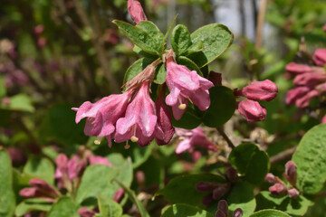 A branch of weigela with beautiful flowers is illuminated by a bright, spring sun