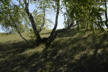 Birch trees on hillsides under the lovely blue sky with some clouds. Ulyanovsk region, Russia