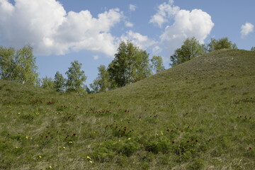 Beautiful flowers peonies in nature. Ulyanovsk region, Russia