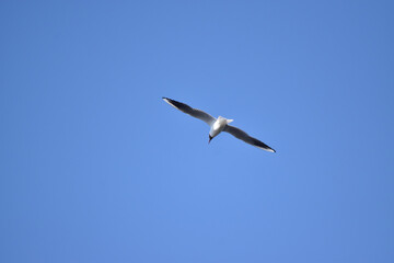 Black-headed gull