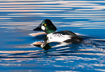 Close up of a Goldeneye Drake as he swims away with a backwards glance at the viewer, in striped patterned waters.