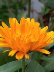 Calendula officinalis, orange flower
