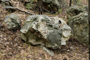Huge stones in a spring pine forest, Skripino village Ulyanovsk, Russia. the stone in the forest. (Skrzypinski Kuchury)