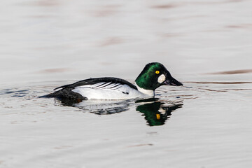 A Goldeneye drake duck in side profile, swimming in calm,  light colored waters. Closeup view.