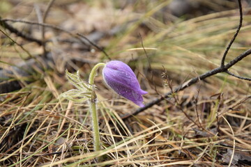 Obraz premium Lilac primrose in the forest on the background of dry pine needles and cones, Skripino village Ulyanovsk, Russia.