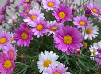 Fototapeta na wymiar Daisy flowers background 